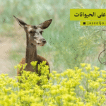 جهود الحفاظ على الحيوانات
