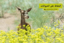 جهود الحفاظ على الحيوانات
