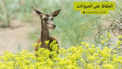 جهود الحفاظ على الحيوانات