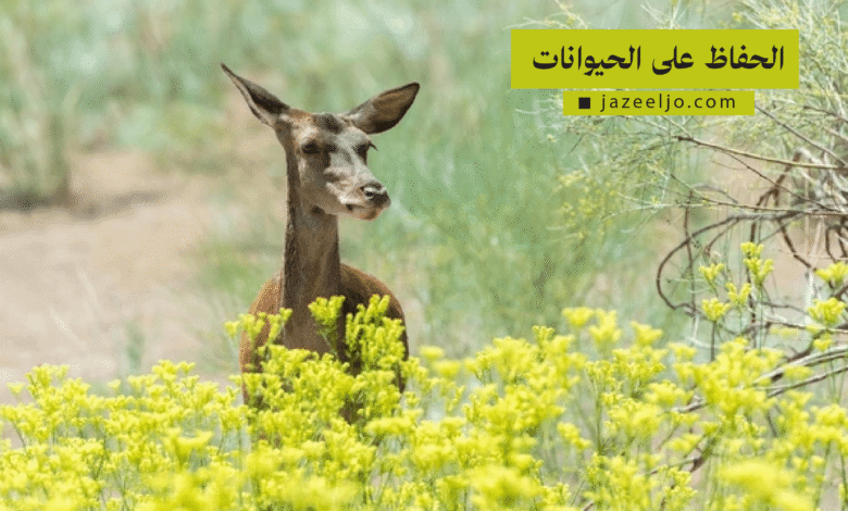 جهود الحفاظ على الحيوانات